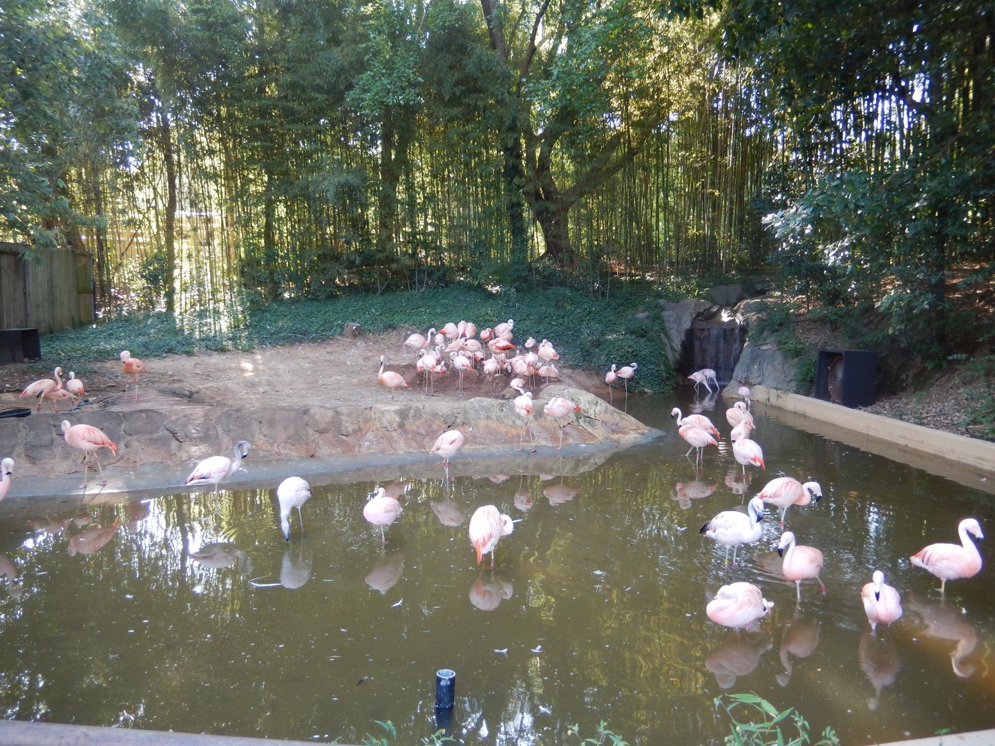 Chilean Flamingo Pool
