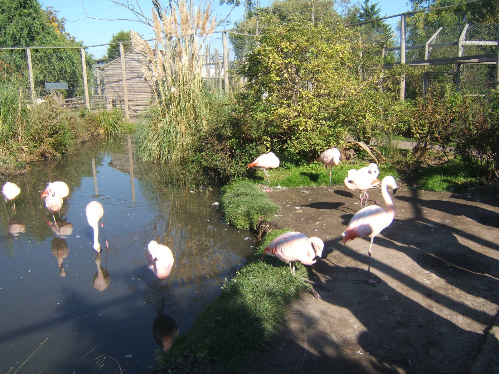 Chilean Flamingo`s in the walk through aviary