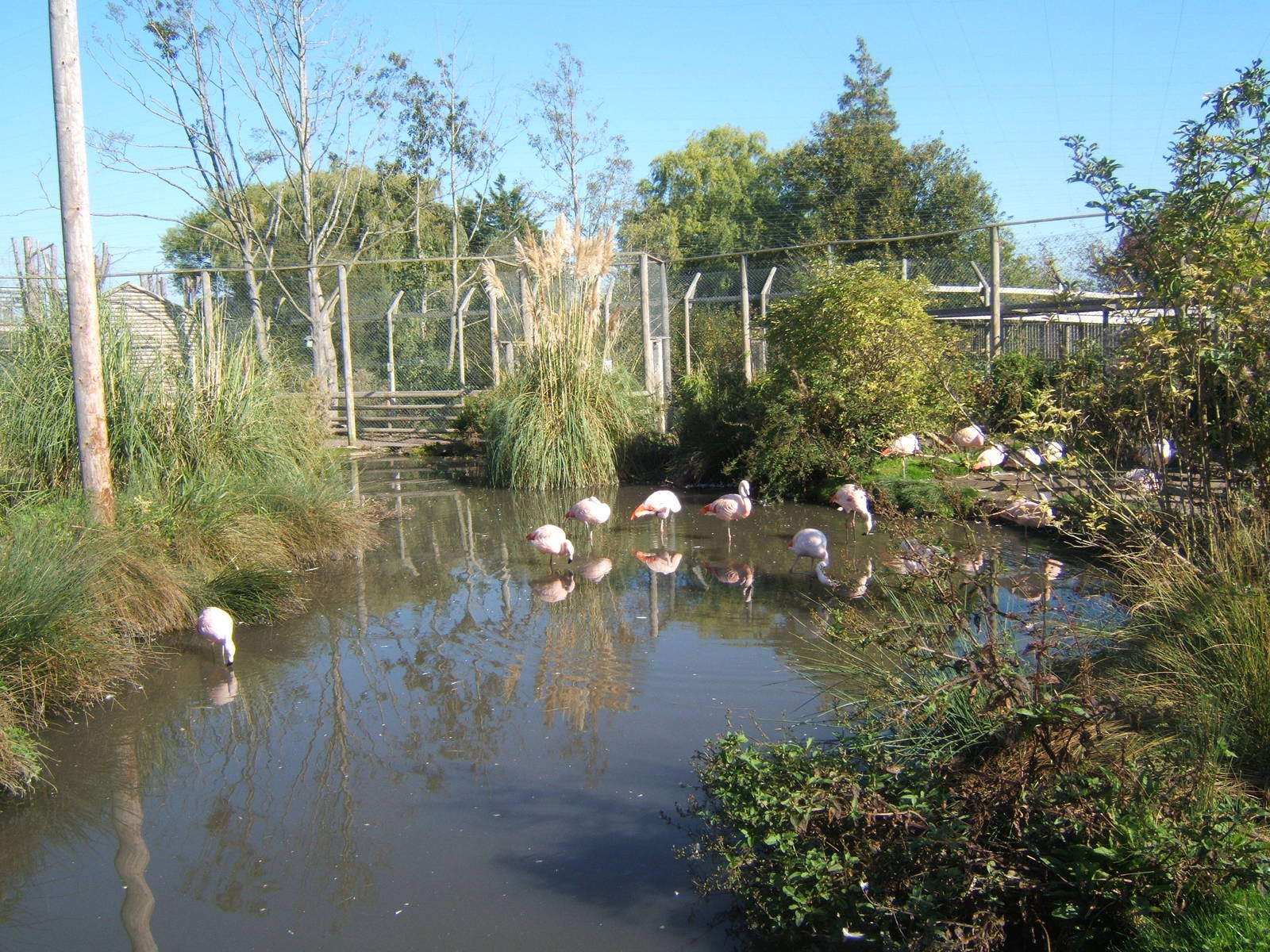 Chilean Flamingo`s in the walk through aviary