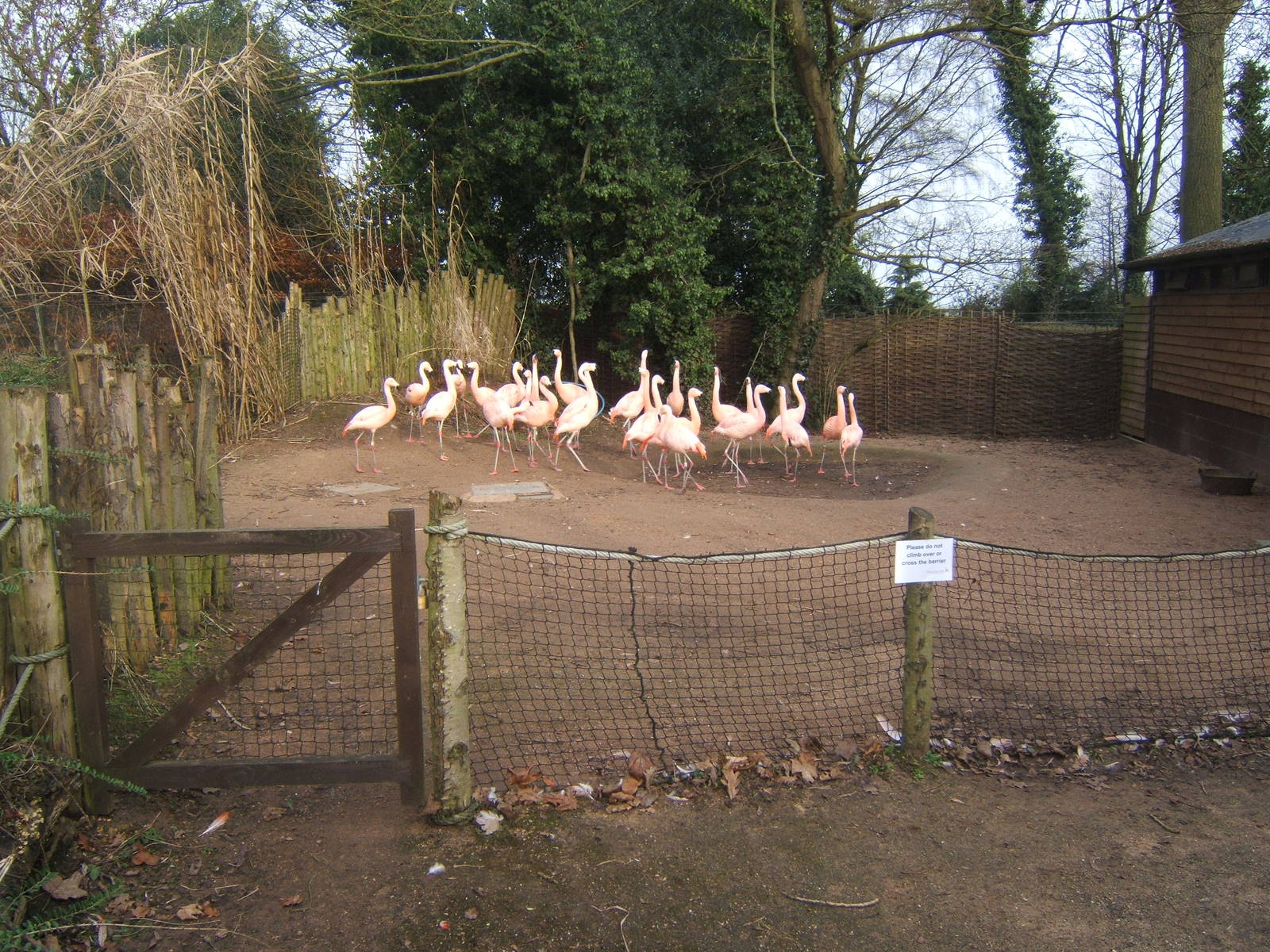 Chilean Flamingo`s