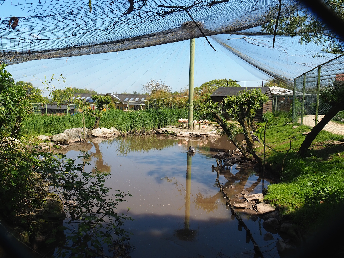 Chilean flamingo, Scarlet ibis, Southern screamer and Mallard aviary, 2023-05-19