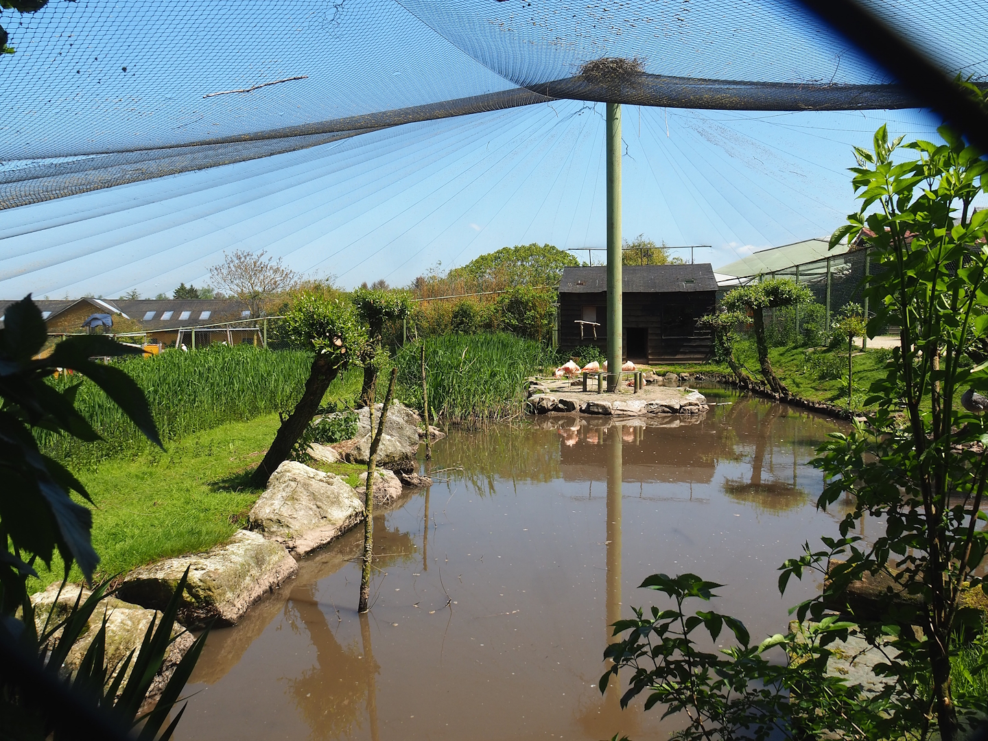 Chilean flamingo, Scarlet ibis, Southern screamer and Mallard aviary, 2023-05-19