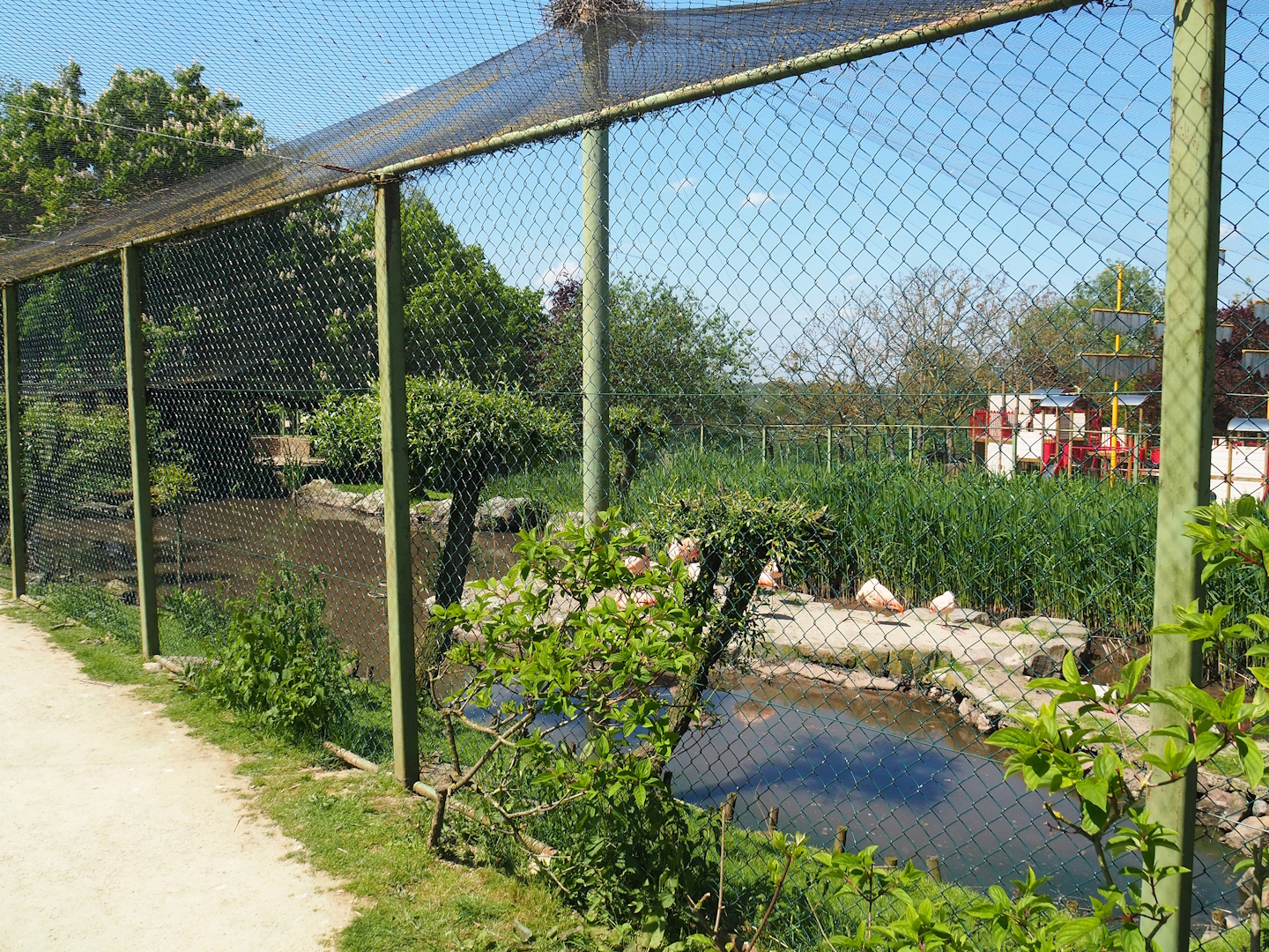 Chilean flamingo, Scarlet ibis, Southern screamer and Mallard aviary, 2023-05-19