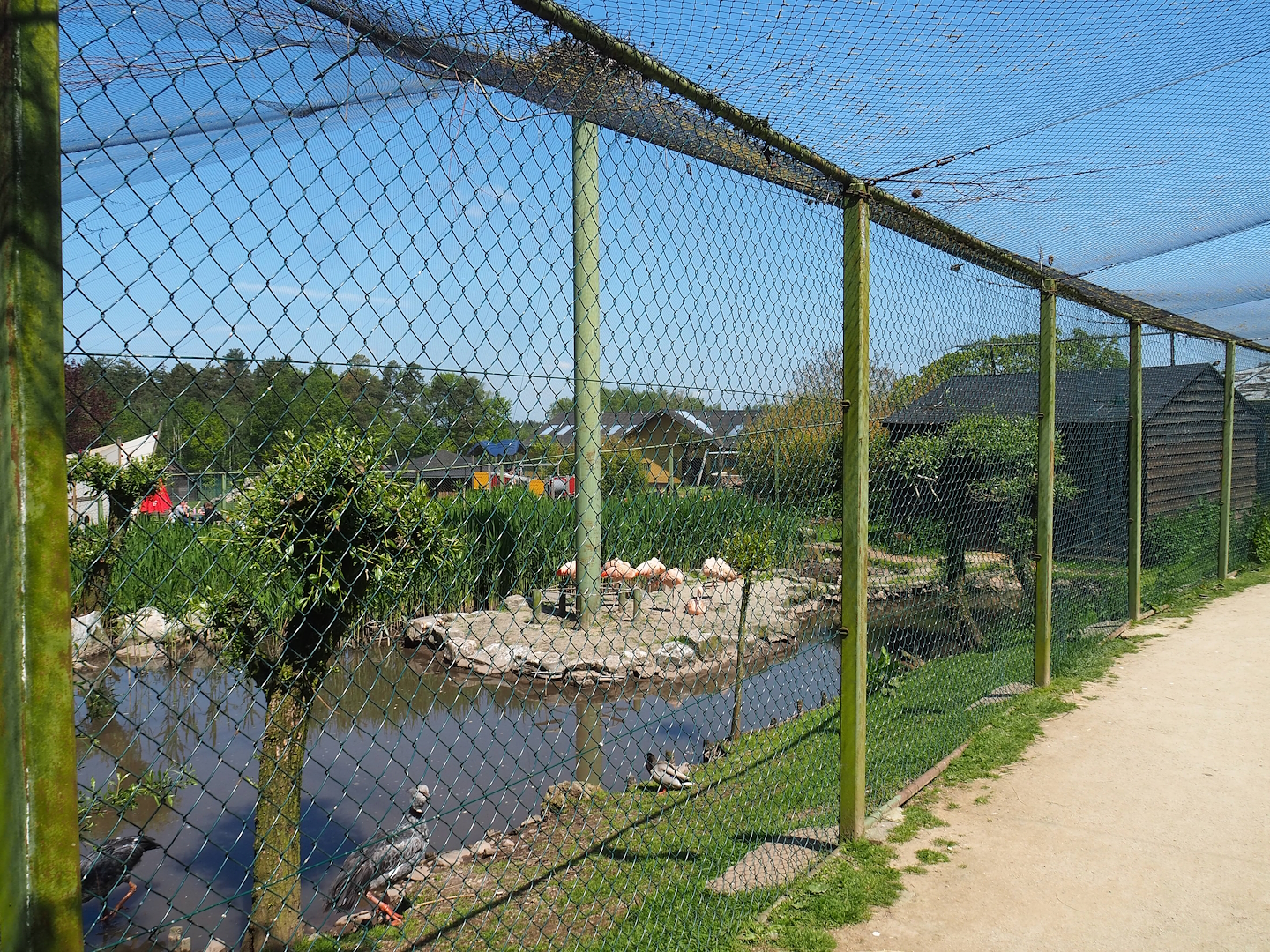 Chilean flamingo, Scarlet ibis, Southern screamer and Mallard aviary, 2023-05-19