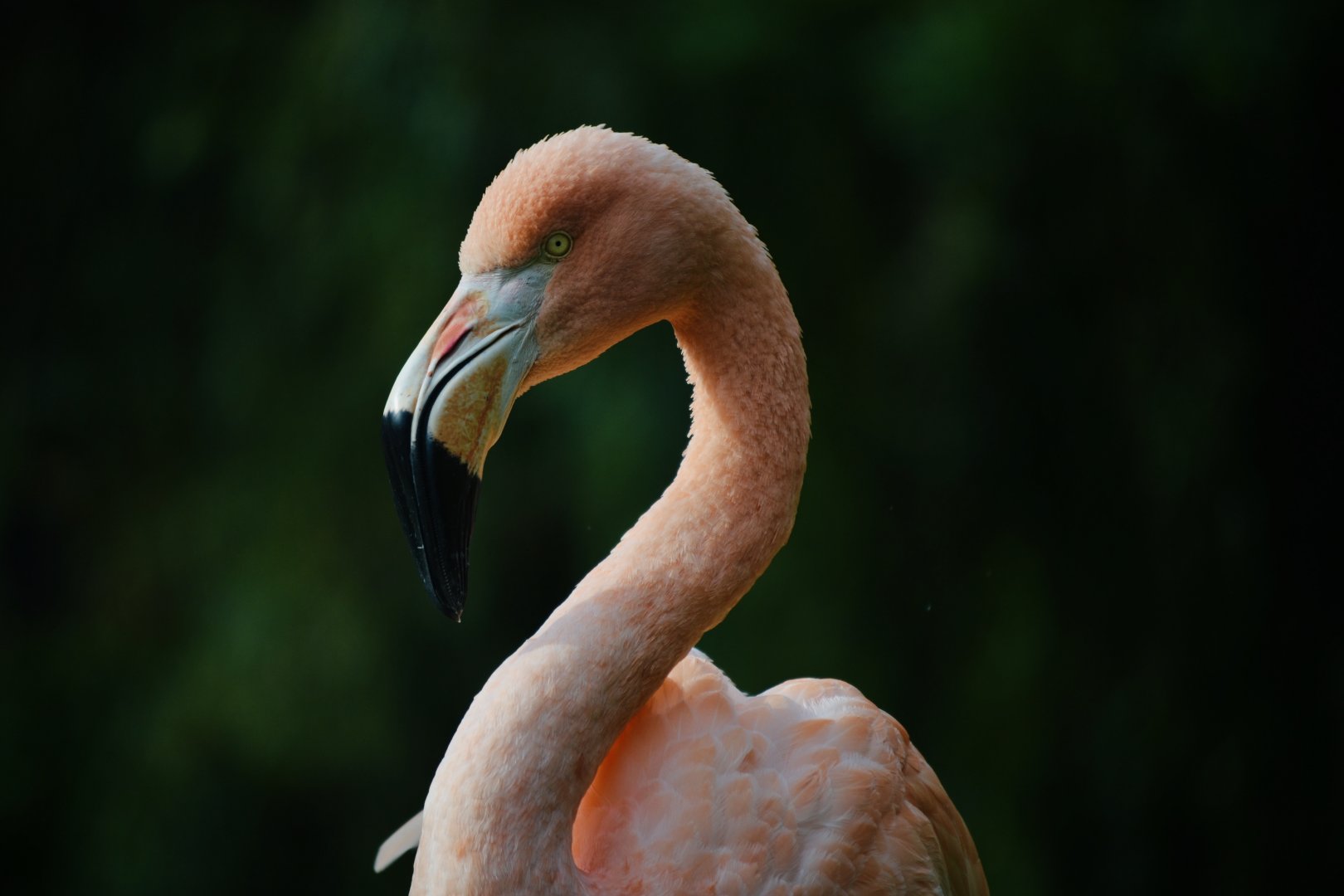 Chilean Flamingo - September 2020