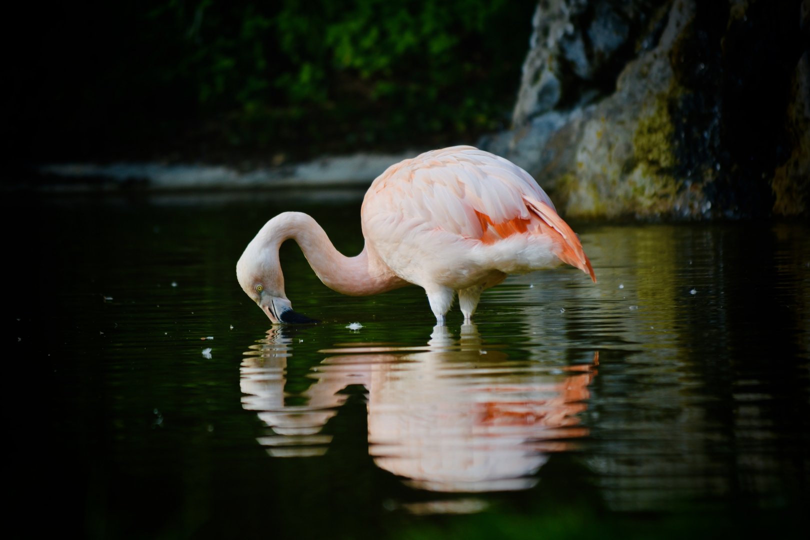 Chilean Flamingo - September 2020