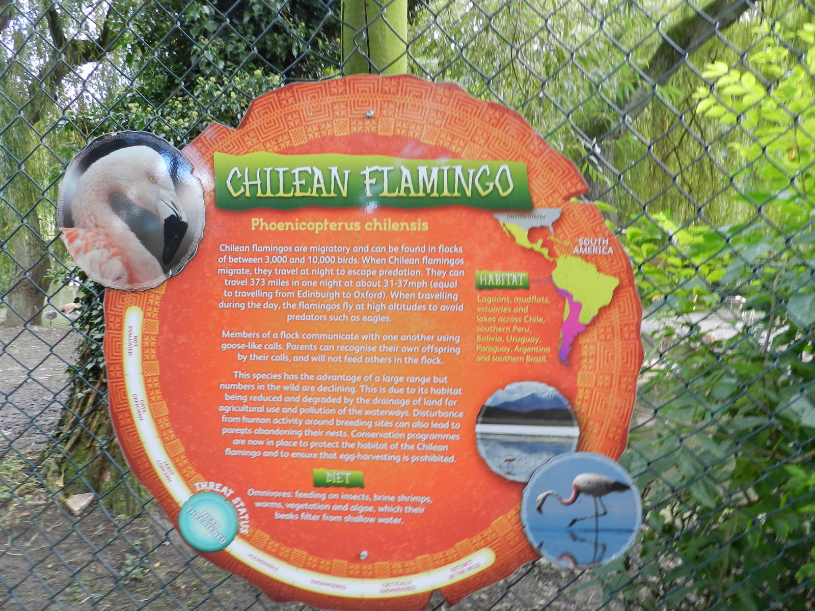 Chilean Flamingo Sign at Flamingo Land - 14/10/2012