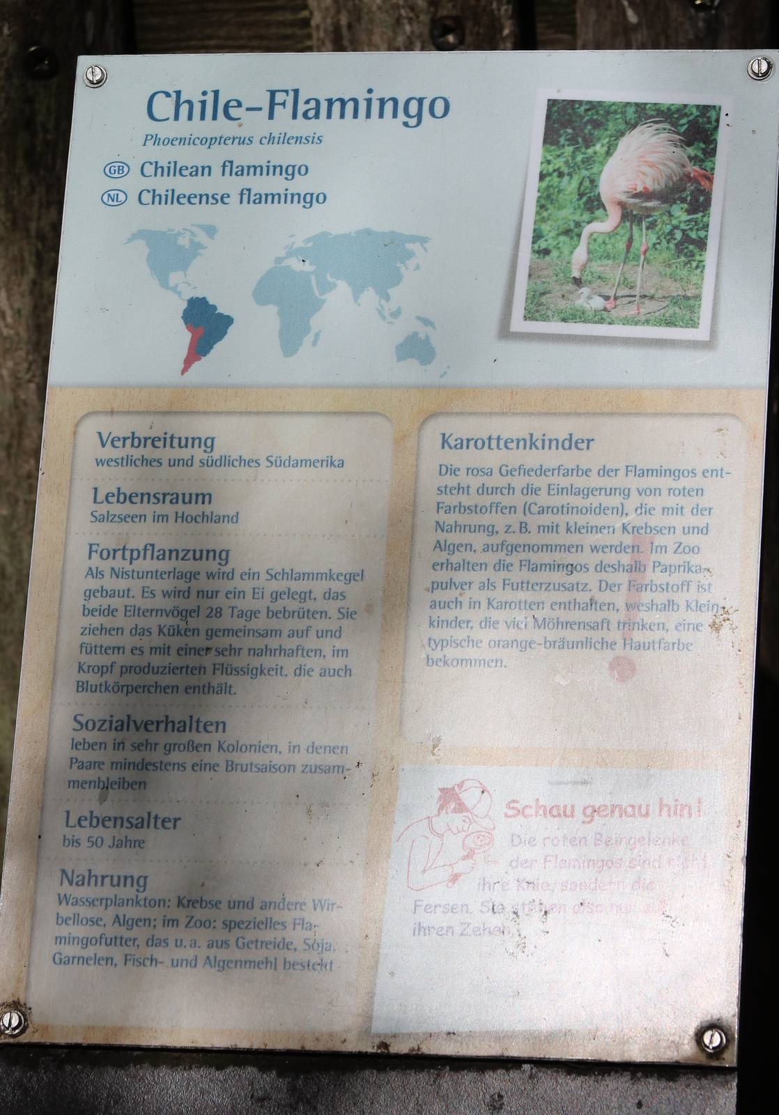 Chilean flamingo sign