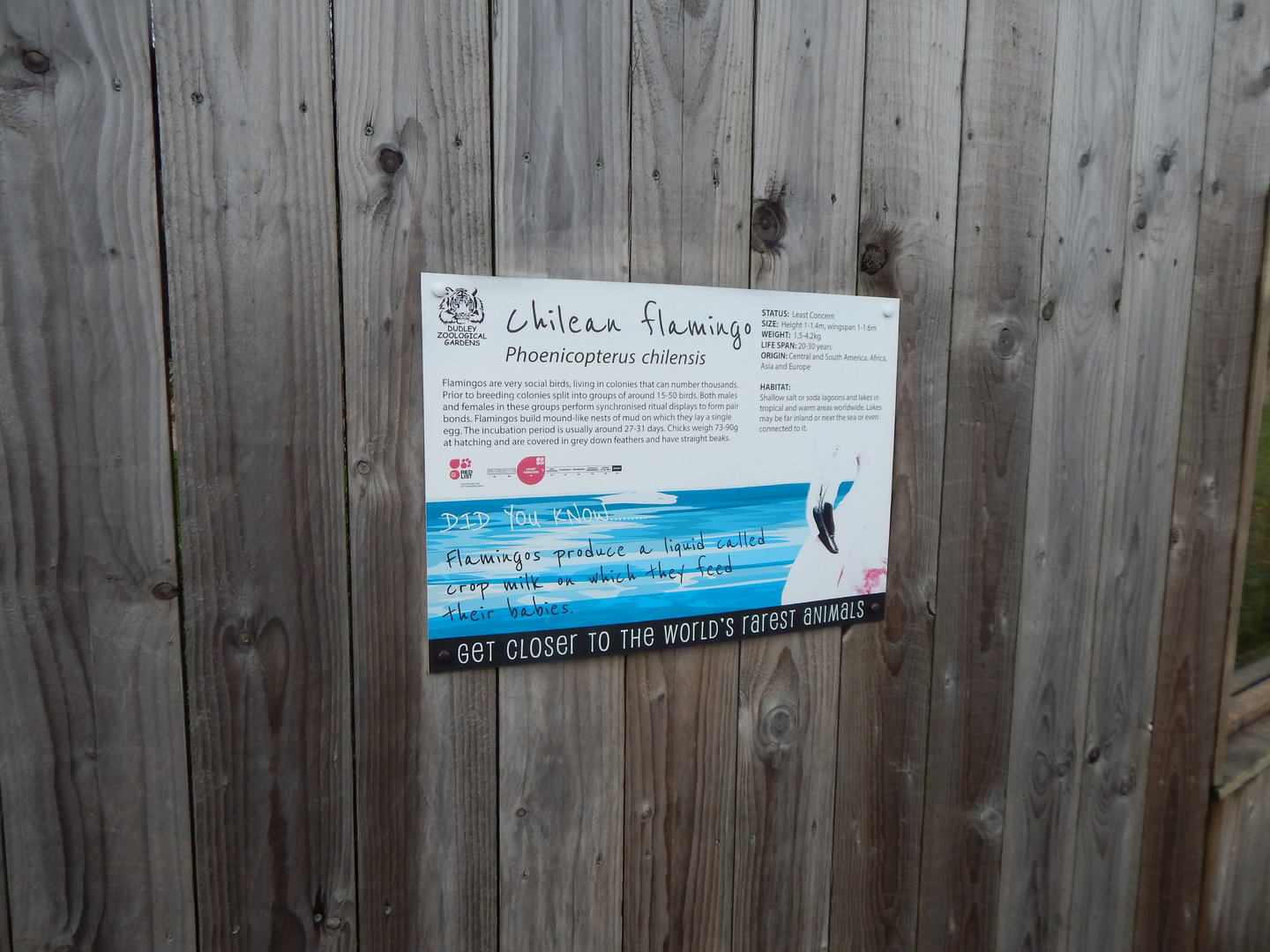 Chilean flamingo signage 241122