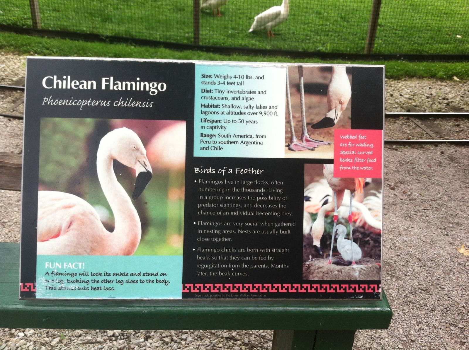 Chilean Flamingo Signage