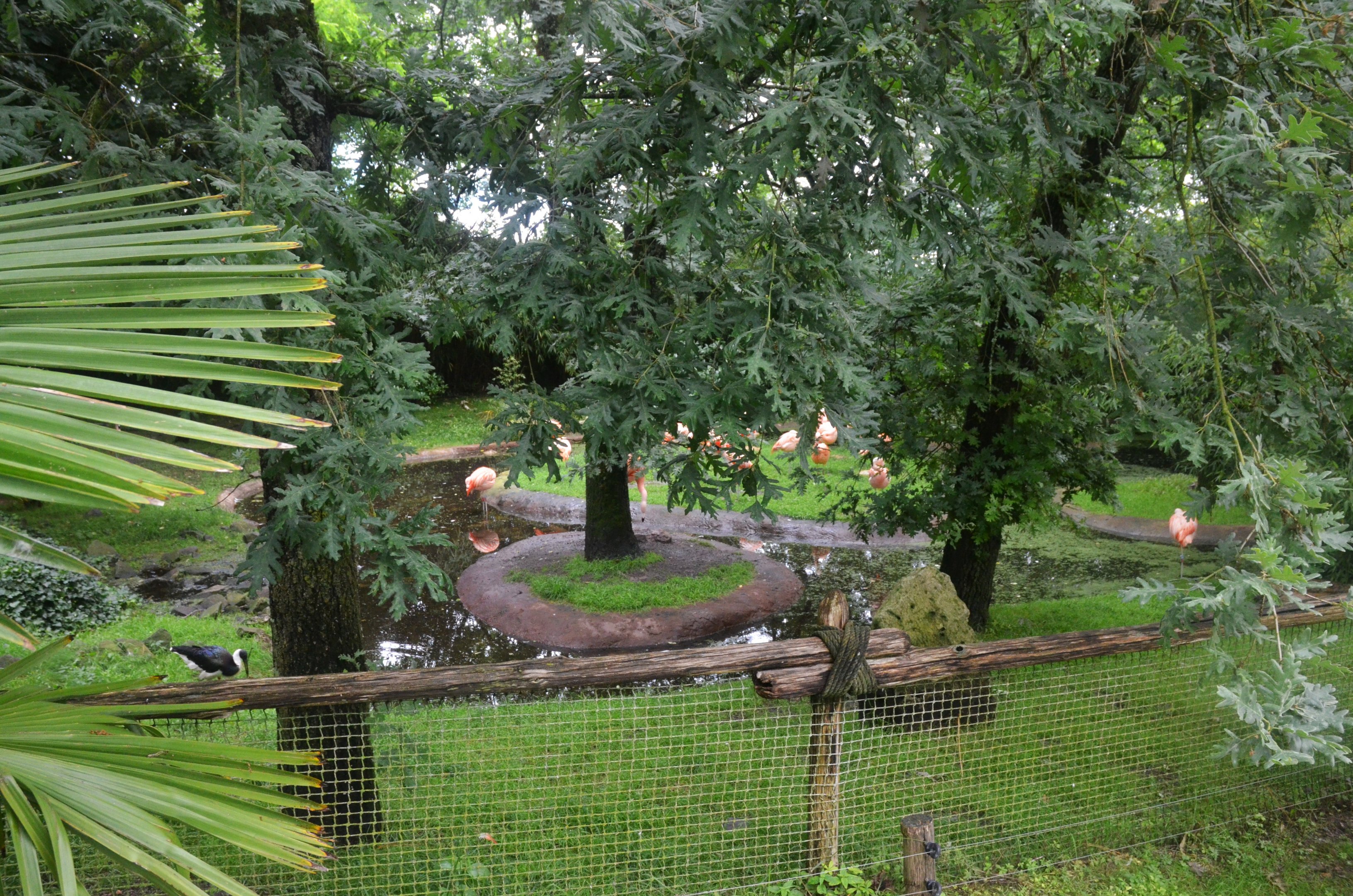 Chilean Flamingo/Straw-necked Ibis Enclosure at La Flèche, 11/06/18
