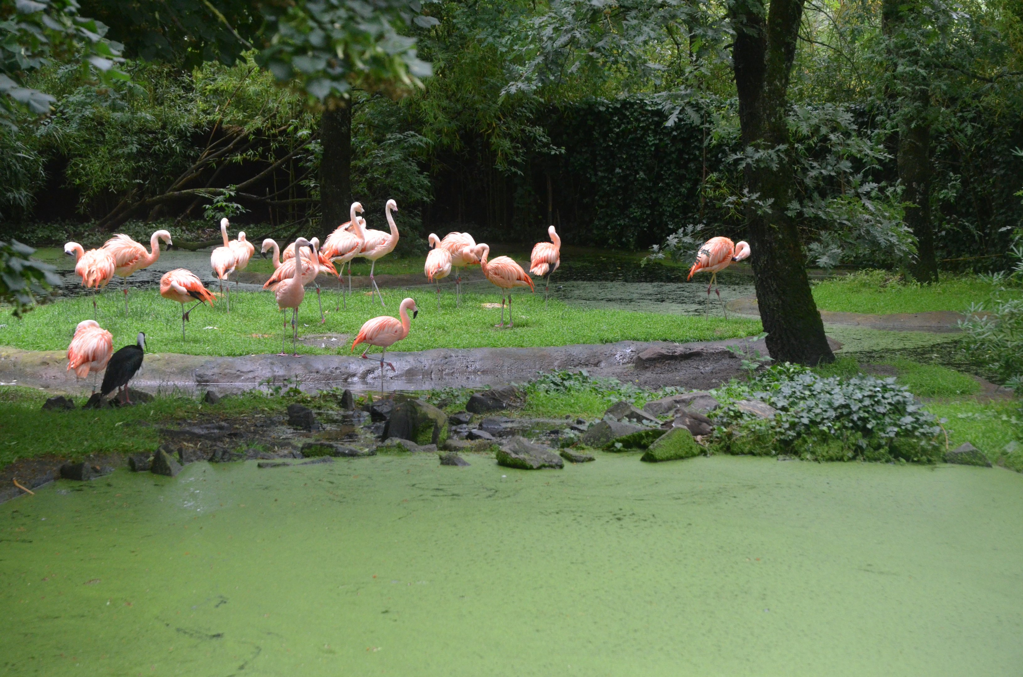 Chilean Flamingo/Straw-necked Ibis Enclosure at La Flèche, 11/06/18