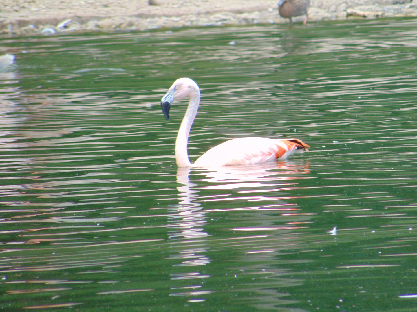 Chilean Flamingo swimmign