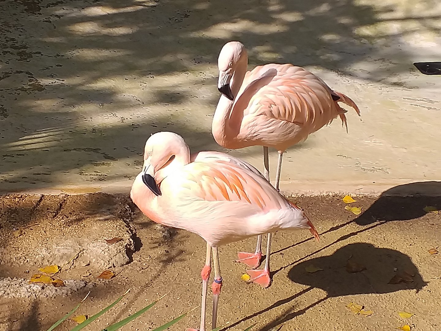 Chilean flamingo -TerraNatura Benidorm (2021)
