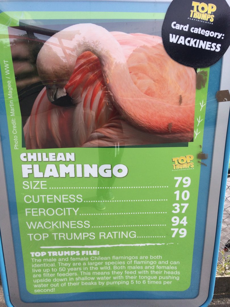 Chilean Flamingo Top Trump