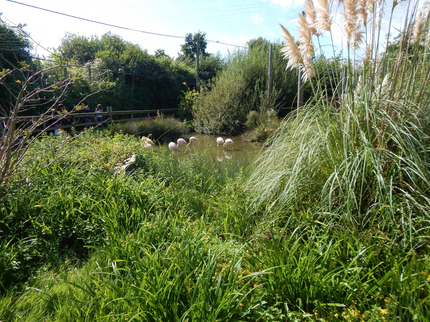 Chilean flamingo walkthrough 030924