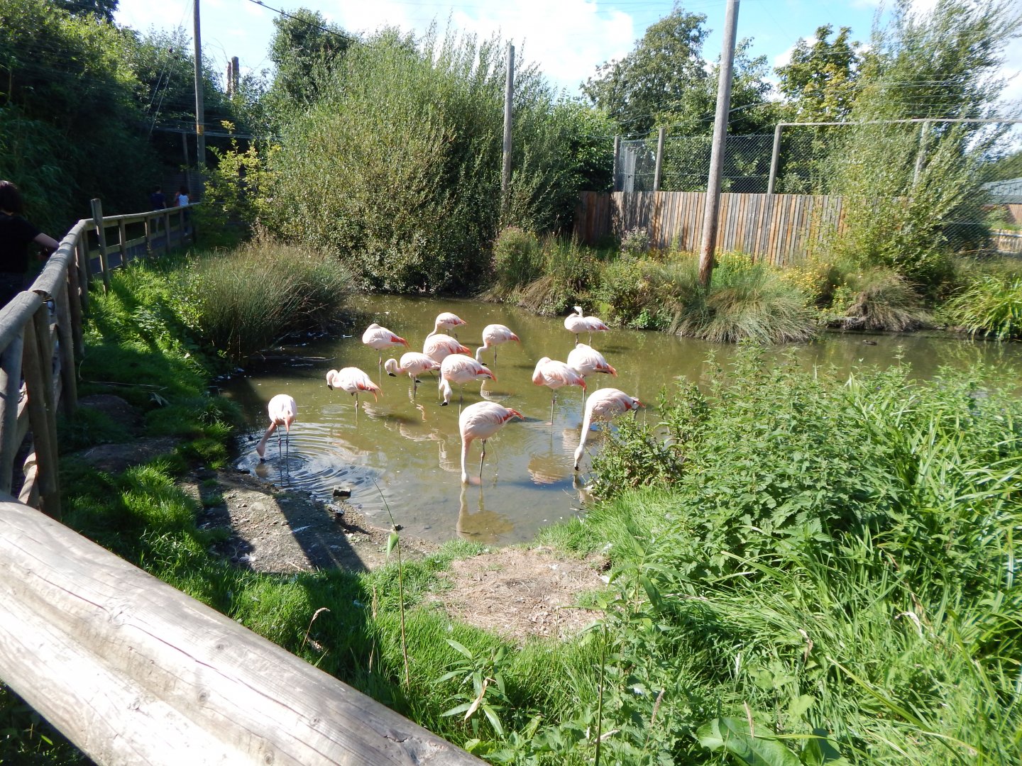Chilean flamingo walkthrough 030924