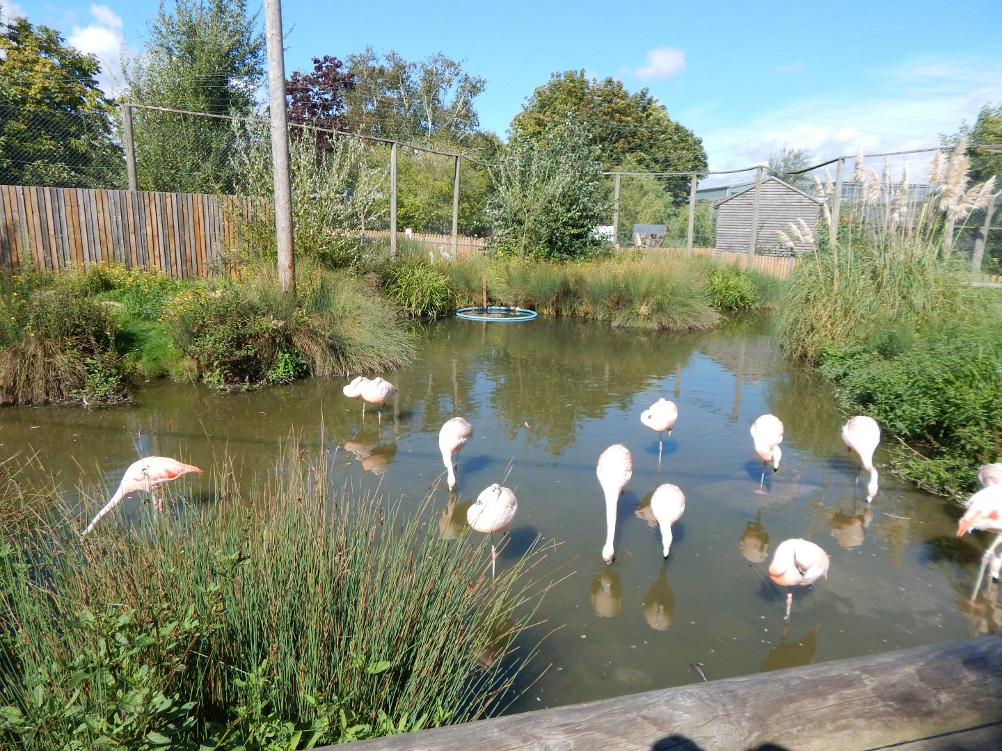 Chilean flamingo walkthrough 030924