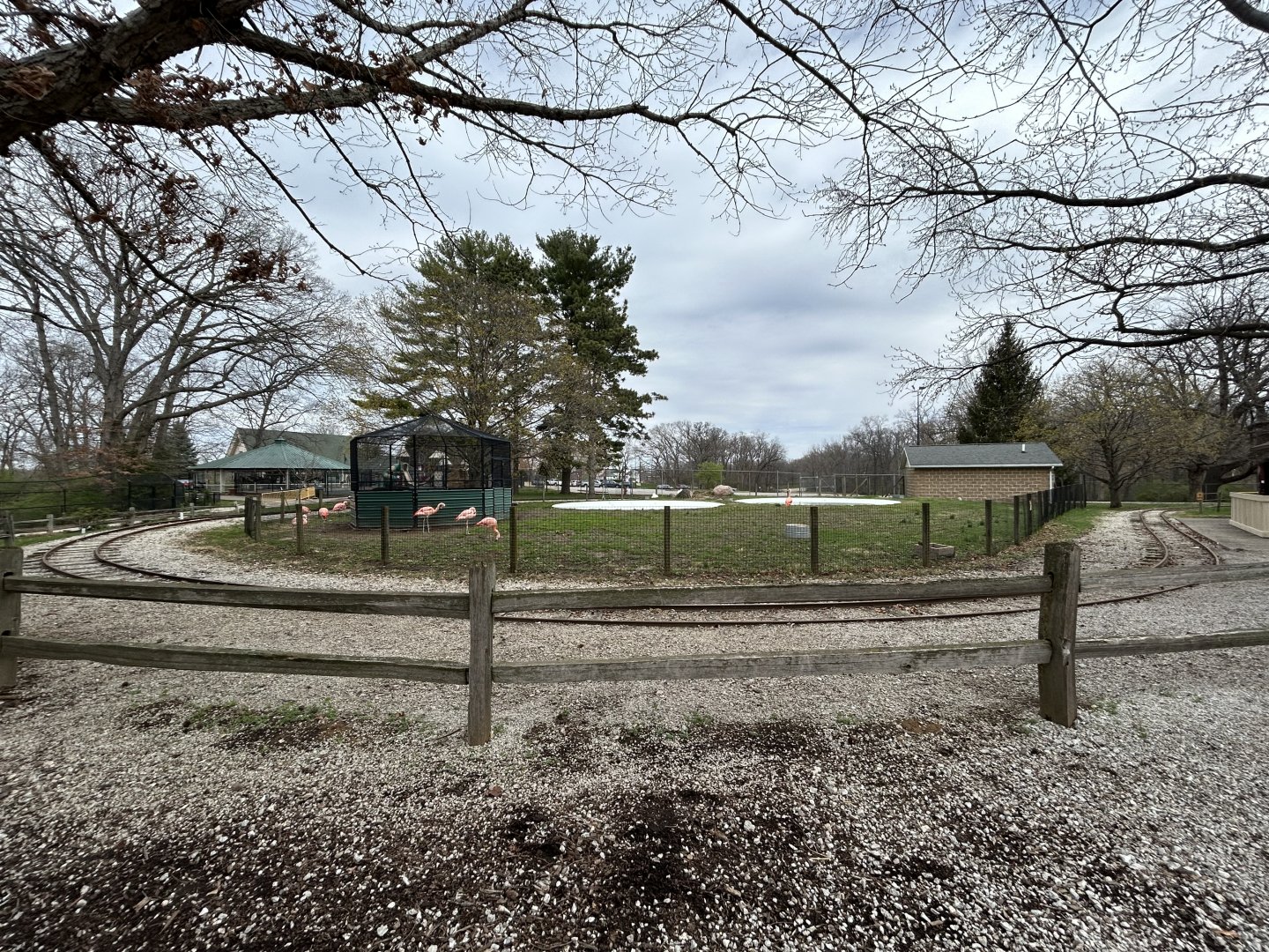 Chilean Flamingo & White Pelican Exhibit