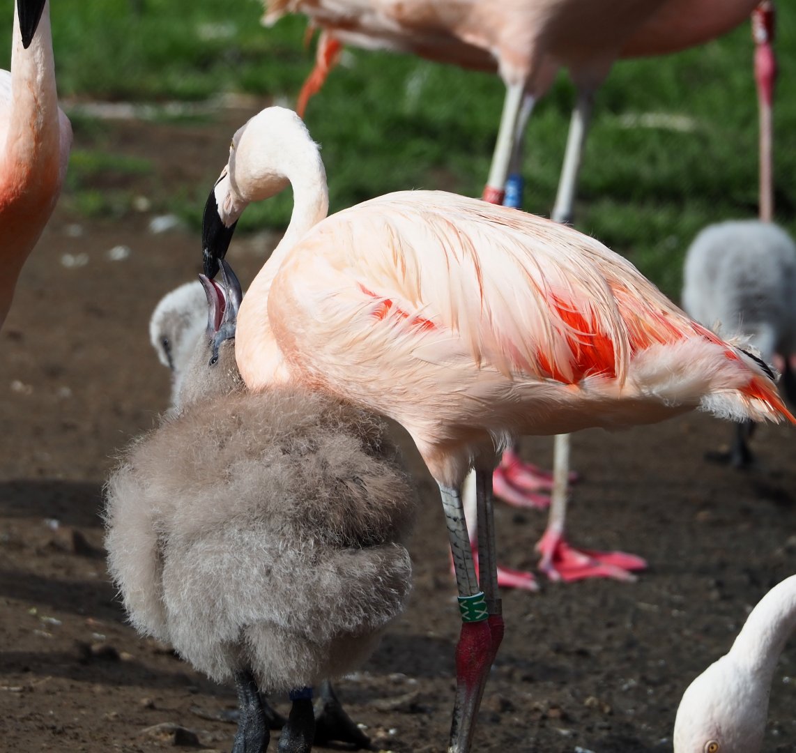 Chilean flamingo with chick (Phoenicopterus chilensis), 2023-09-19