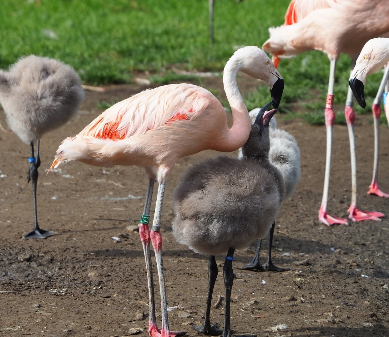 Chilean flamingo with chick (Phoenicopterus chilensis), 2023-09-19