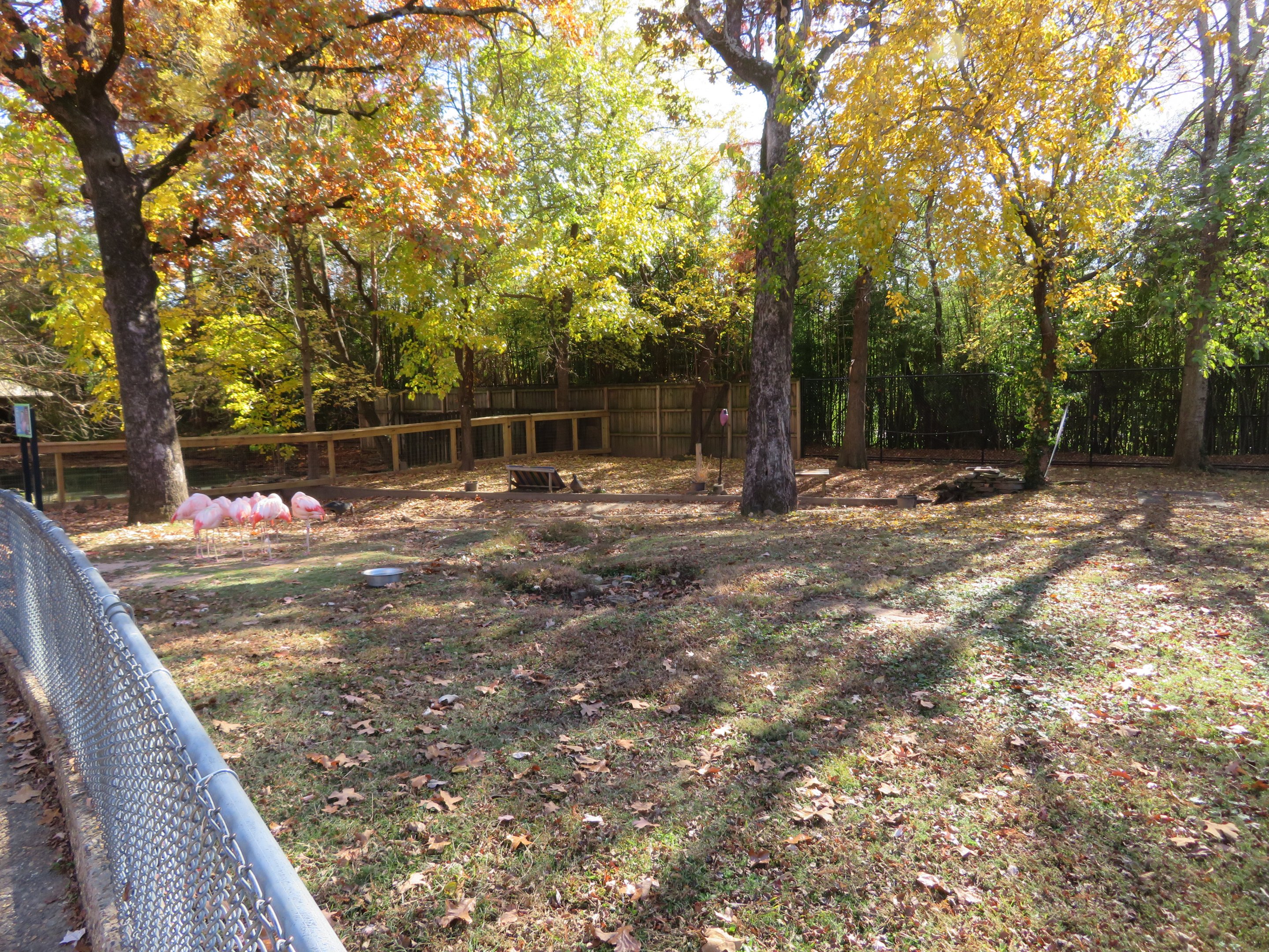 Chilean Flamingo Yard