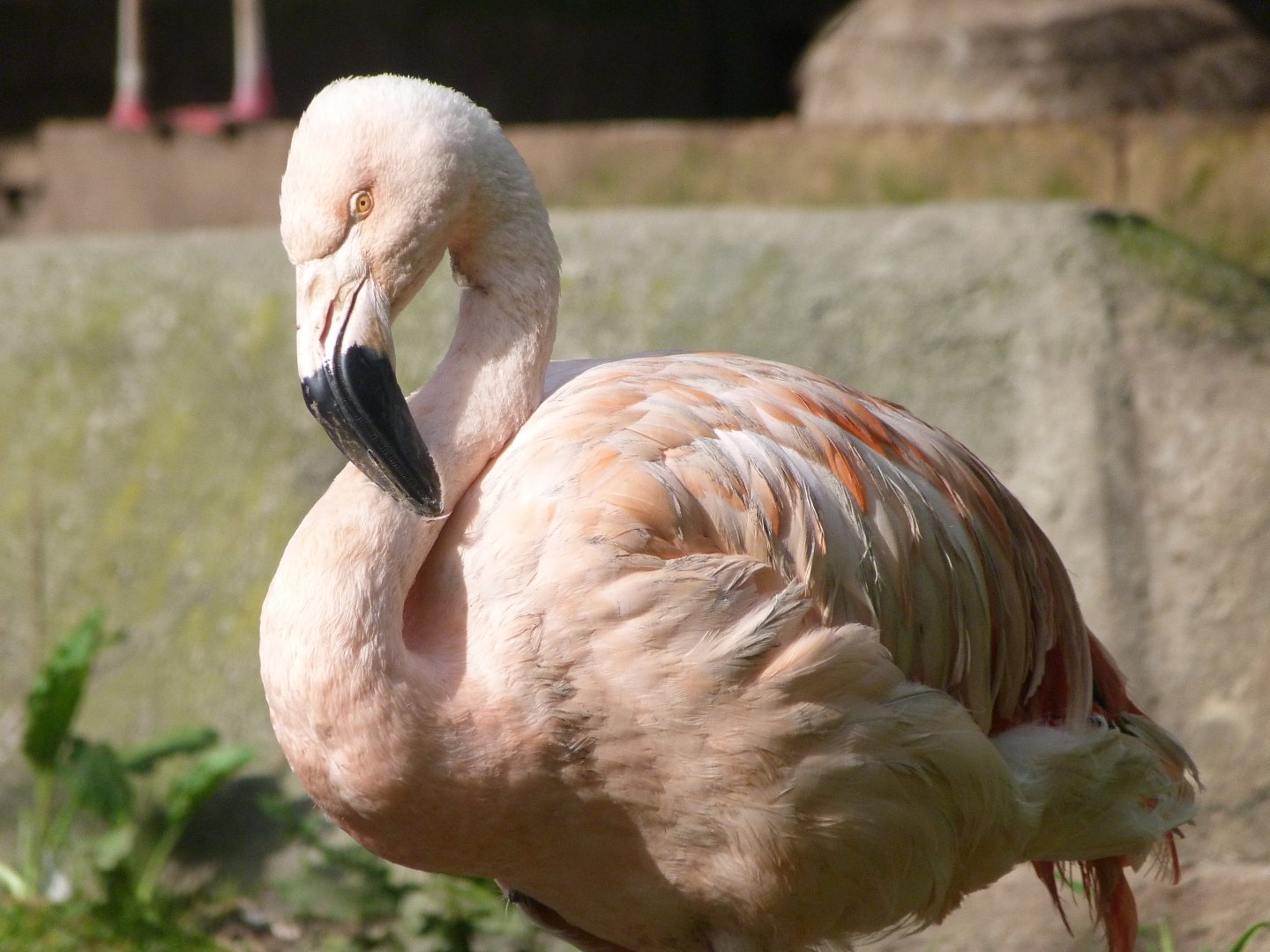 Chilean flamingo -Zoo de Santillana del Mar (2024)