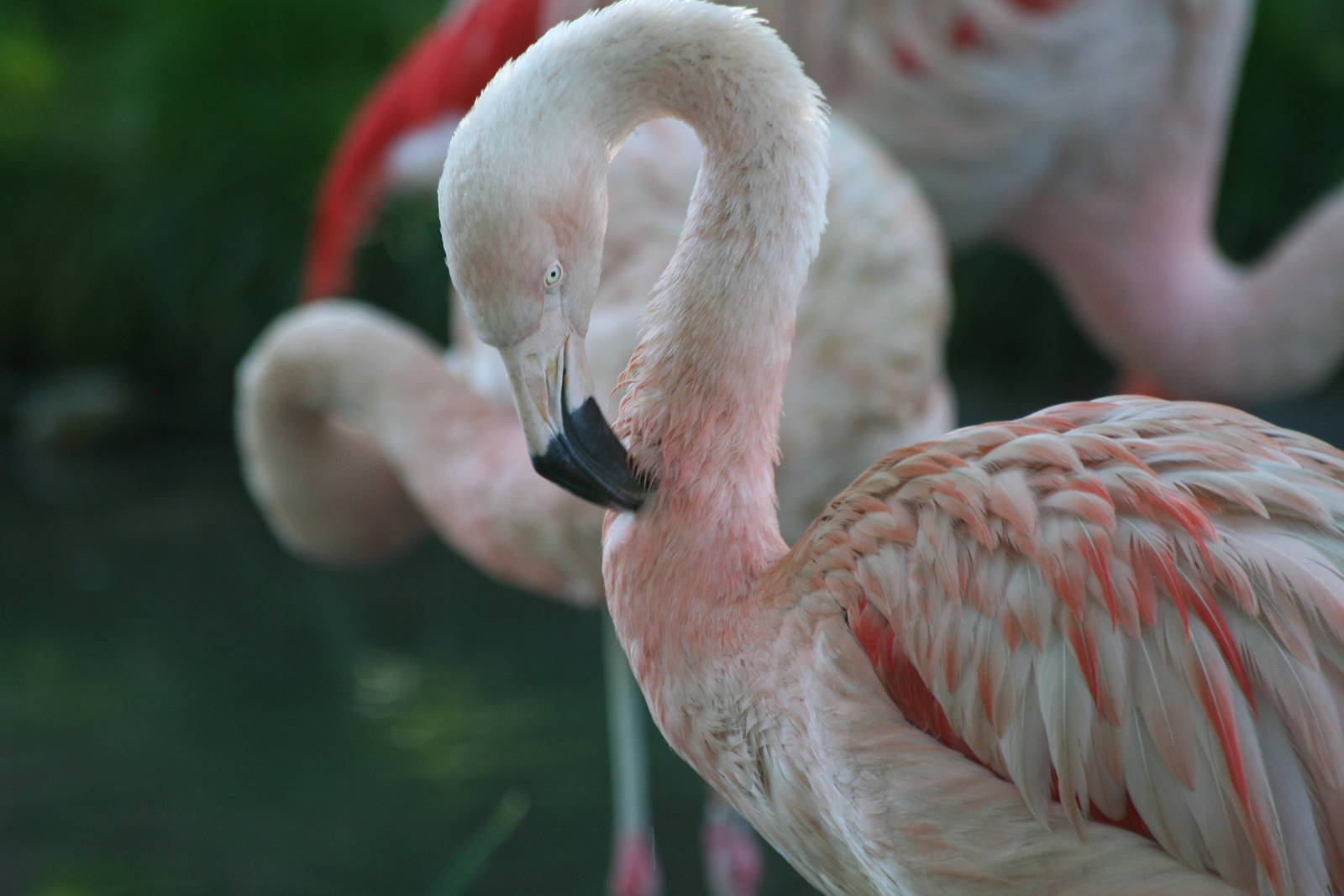 Chilean Flamingo