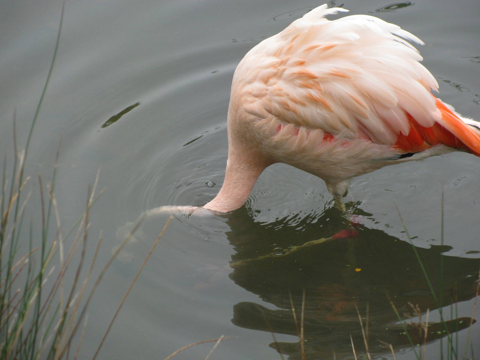 Chilean Flamingo