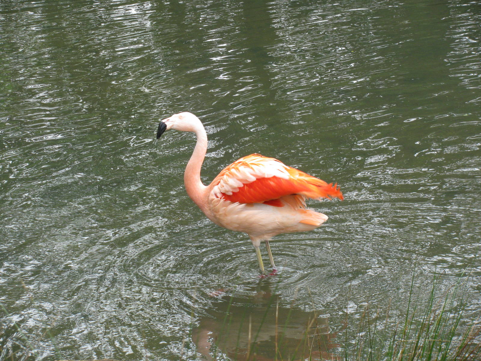 Chilean Flamingo