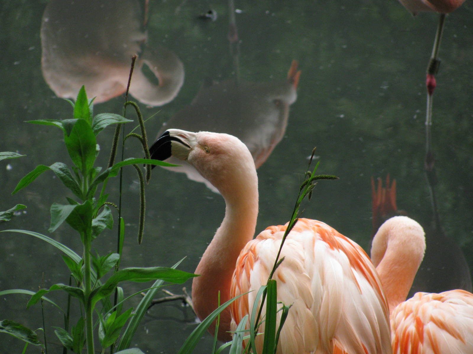 Chilean Flamingo
