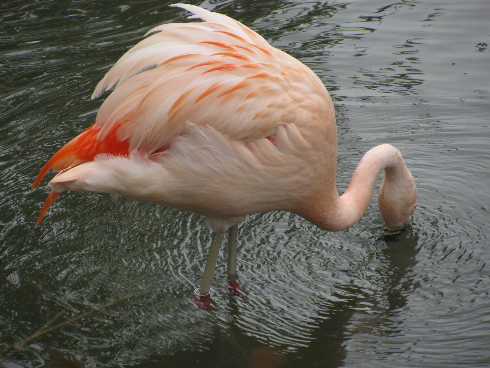 Chilean Flamingo
