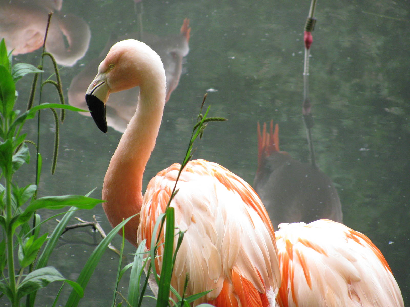 Chilean Flamingo