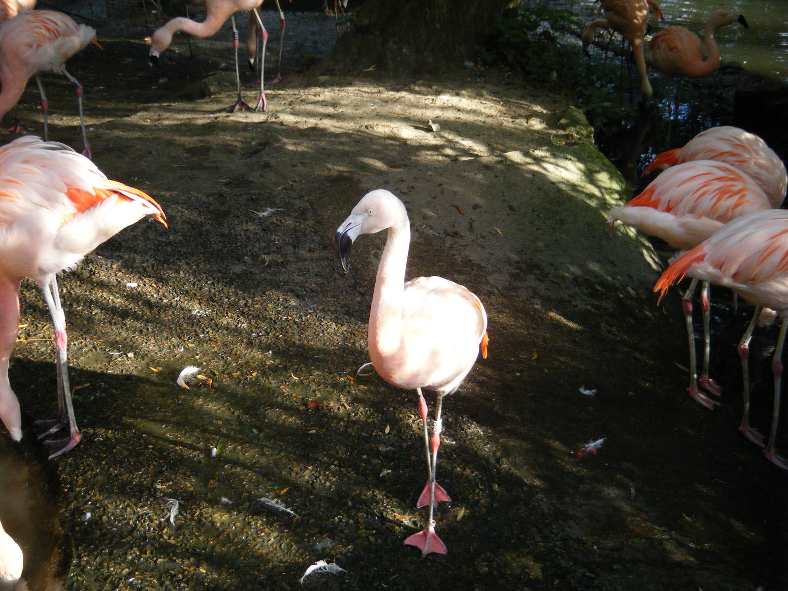 Chilean Flamingo
