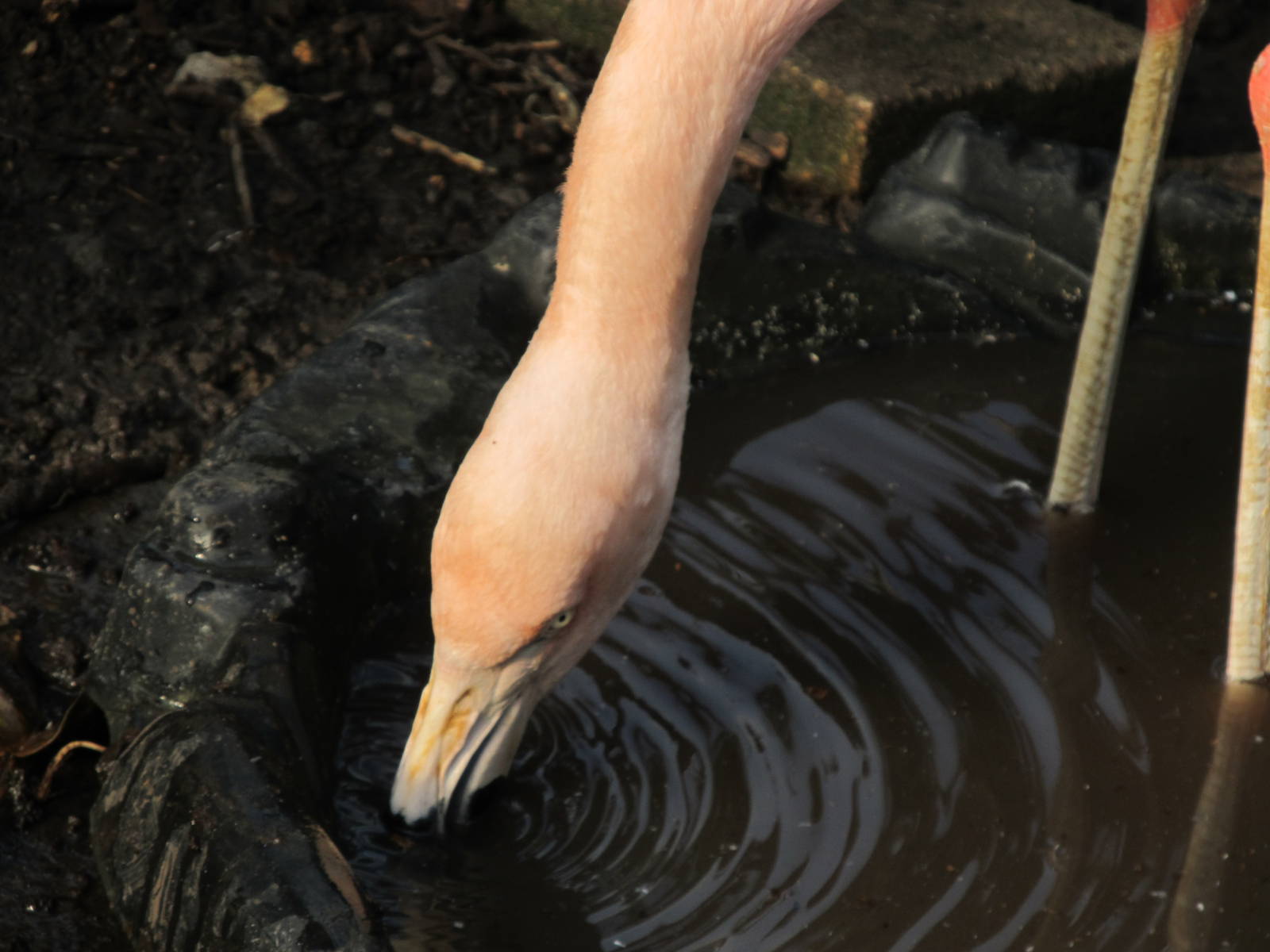 Chilean Flamingo