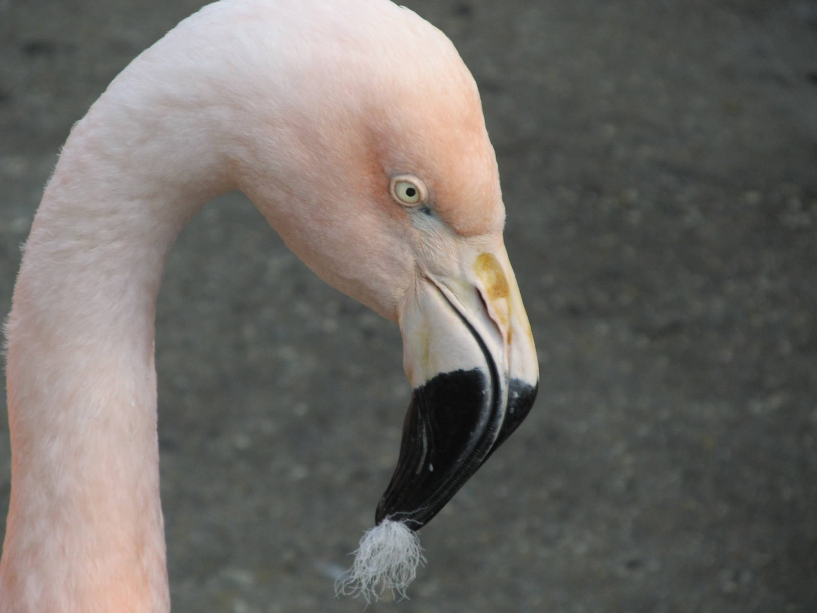 Chilean Flamingo