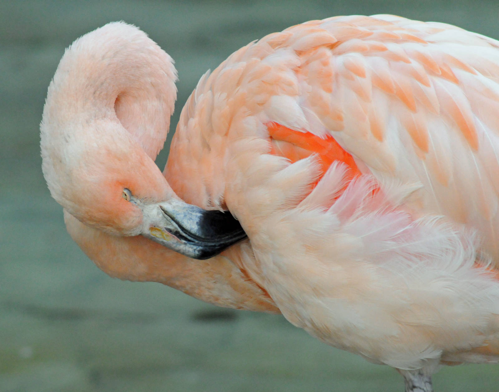 CHILEAN FLAMINGO