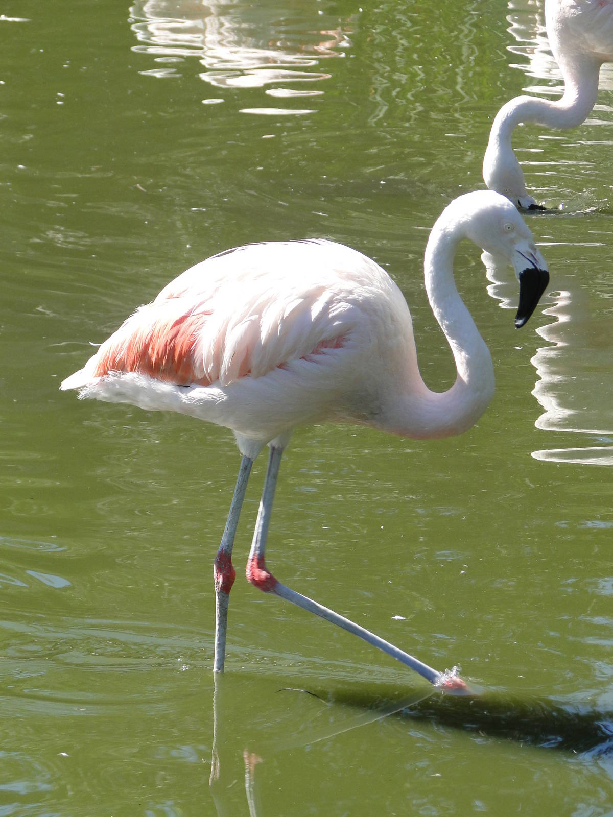 Chilean Flamingo
