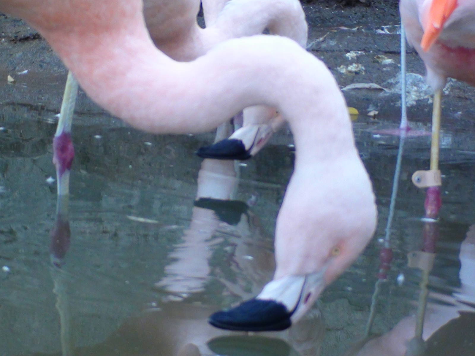 Chilean Flamingo