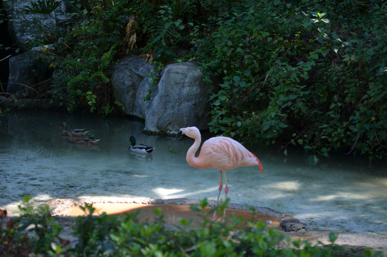 Chilean Flamingo