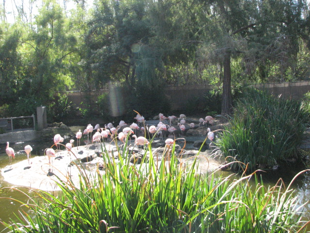 Chilean Flamingo