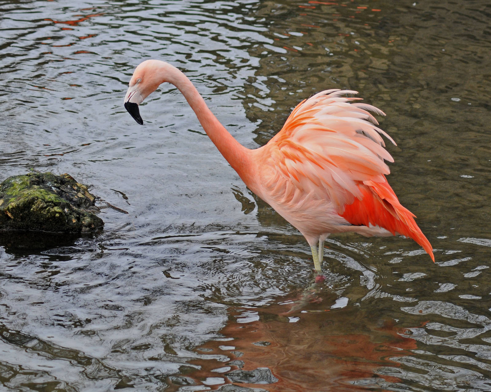 Chilean Flamingo