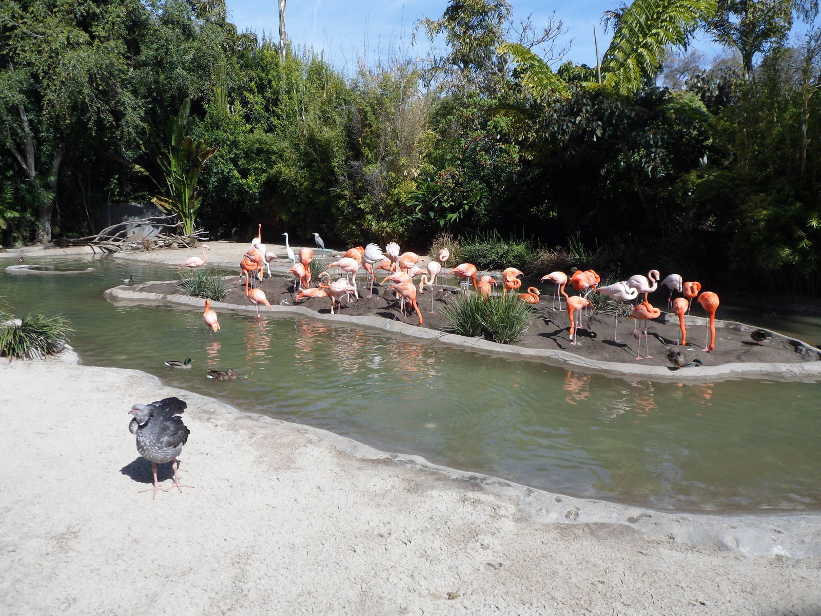 Chilean Flamingo