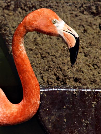 Chilean flamingo