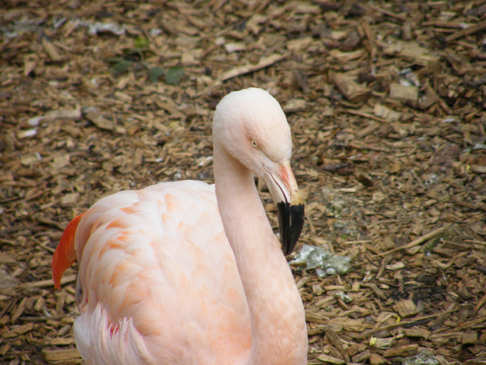 Chilean flamingo
