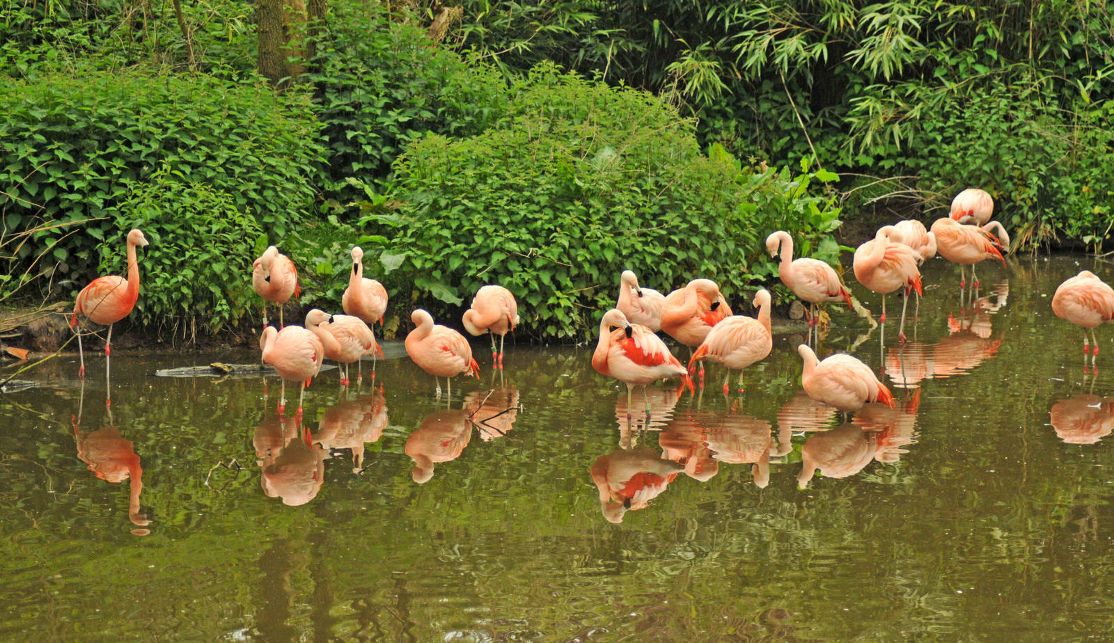 Chilean Flamingo