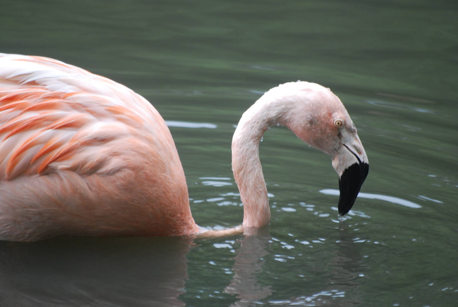 Chilean flamingo
