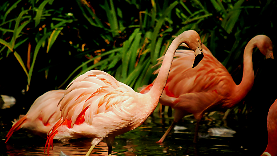 CHILEAN FLAMINGO