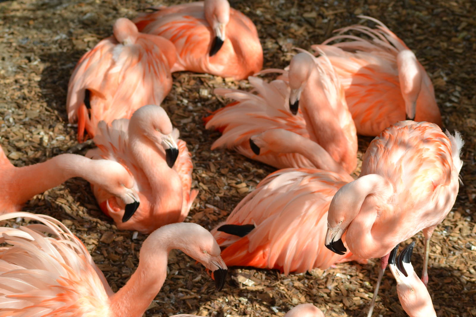 Chilean flamingo