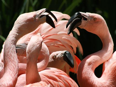 Chilean Flamingo